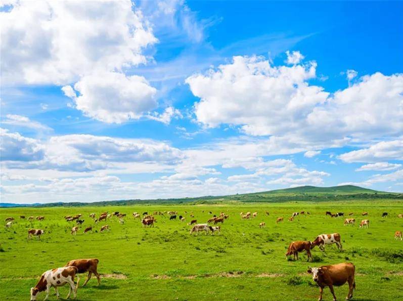 穿越内蒙古草原,自信之旅的辽阔篇章
