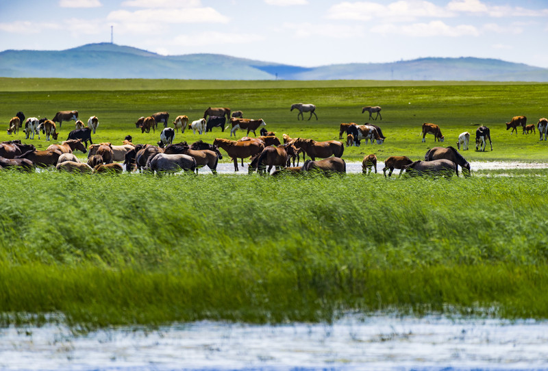 穿越内蒙古草原,自信之旅的辽阔篇章